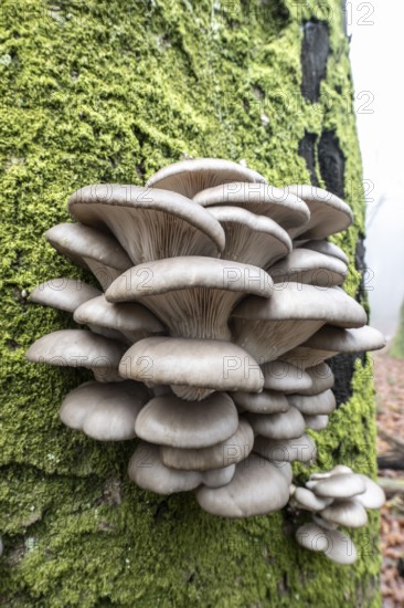 Branched oyster fungus (Pleurotus cornucopiae), on old copper beech (Fagus sylvatica), Emsland, Lower Saxony, Germany
