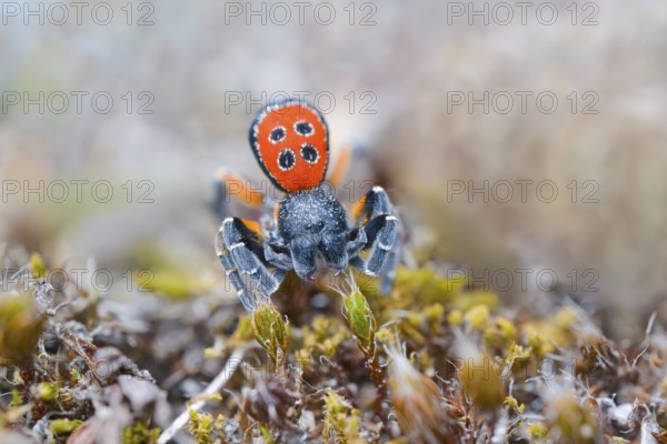 Red tubular spider, Eresus kollari, The Ladybird spider, Saxony-Anhalt, Germany