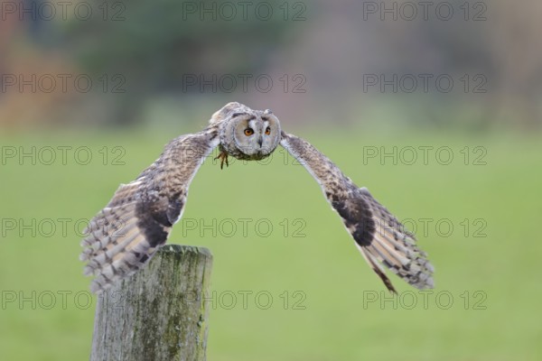 Long-eared owl flying, Asio otus, Long eared Owl flying, Lower Saxony, Germany