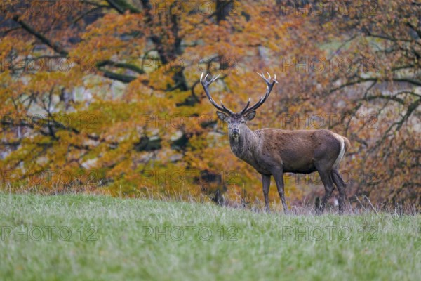 Red deer (Cervus elaphus) in autumn leaves, Lower Saxony, Germany