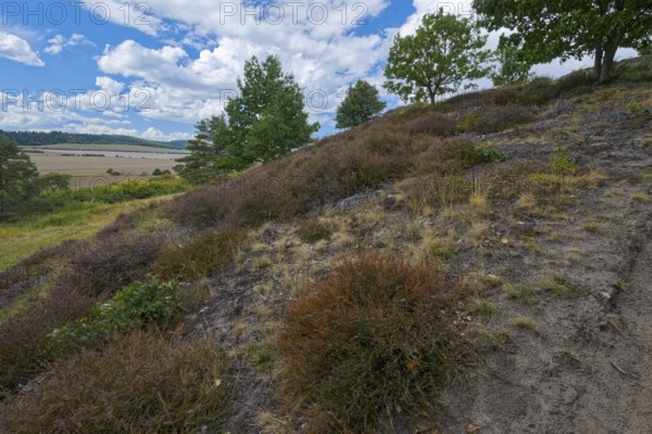 Red tubular spider habitat, Eresus kollari, Ladybird spider habitat, Saxony-Anhalt, Germany