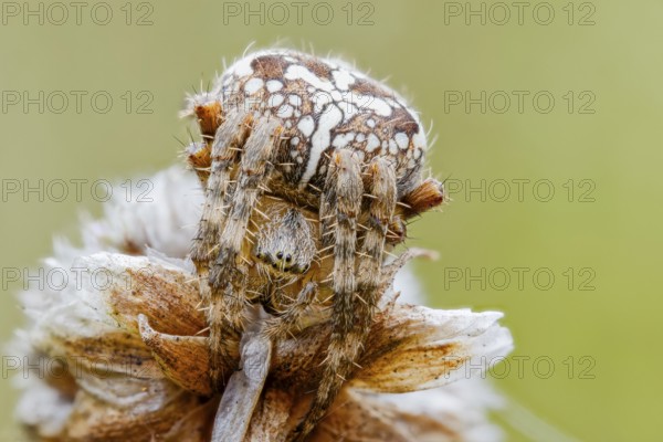 Garden spider, Araneus diadematus, European Garden Spider, Lower Saxony, Germany