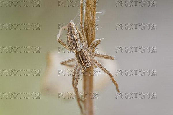 List spider, Pisaura mirabilis, Nursery web spider, Lower Saxony, Germany