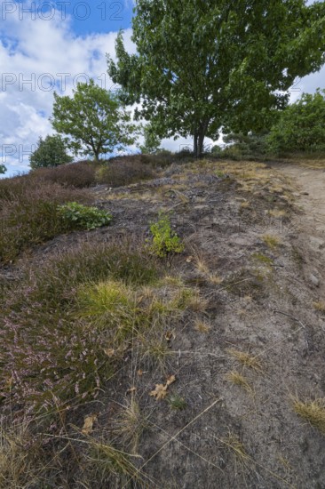 Red tubular spider habitat, Eresus kollari, Ladybird spider habitat, Saxony-Anhalt, Germany