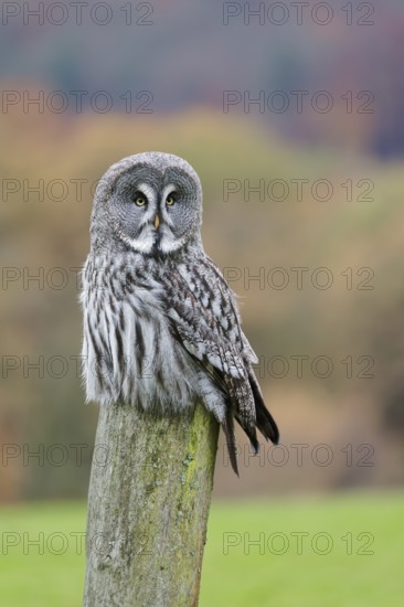 Bearded Owl, Strix nebulosa, Great Grey Owl, Captive, Lower Saxony, Germany