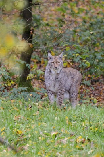 Eurasian lynx (Lynx lynx) in autumn foliage, captive, Lower Saxony, Germany