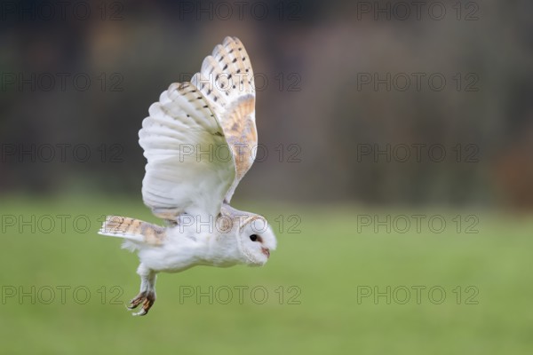 Barn owl flying, Tyto Alba, Barn owl flying, Lower Saxony, Germany