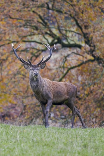 Red deer (Cervus elaphus) in autumn leaves, Lower Saxony, Germany