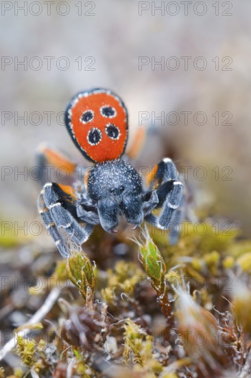 Red tubular spider, Eresus kollari, The Ladybird spider, Saxony-Anhalt, Germany