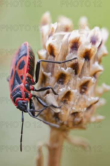 Common fire bug, Pyrrhocoris apterus, Fire bow, Lower Saxony, Germany