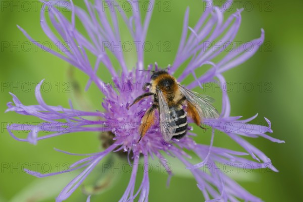 Brown-rumped trouser bee (Dasypoda hirtipes) on knapweed flower, Lower Saxony, Germany