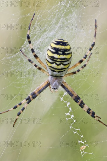 Wasp Spider, Argiope bruennichi, Wasp Spider, Lower Saxony, Germany