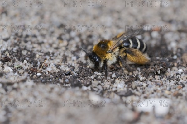 Brown-rumped trouser bee (Dasypoda hirtipes) on sandy soil, Lower Saxony, Germany