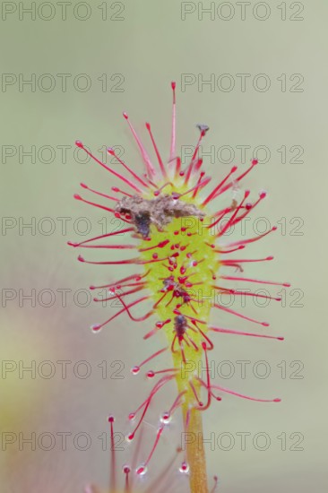 Middle sundew, Drosera intermedia, oblong-leaved sundew, Lower Saxony, Germany