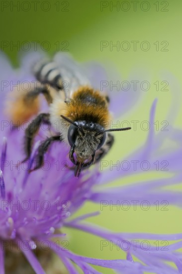Brown-rumped trouser bee (Dasypoda hirtipes) on knapweed flower, Lower Saxony, Germany