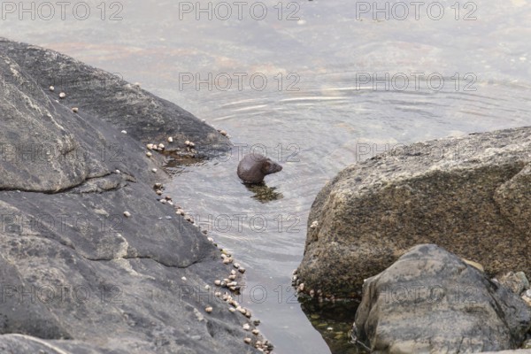 The American Mink (Mustela vison) is a graceful predator that lives by the sea in Norway near Bodø in Nordland. It skilfully searches for food among the rocks of the Vestfjord