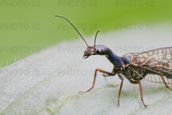 Spotted camel neckfly, Phaeostigma notata, Spotted Snakefly, Lower Saxony, Germany