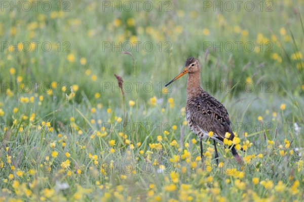 Black-tailed godwit, Limosa limosa, Lower Saxony, Germany