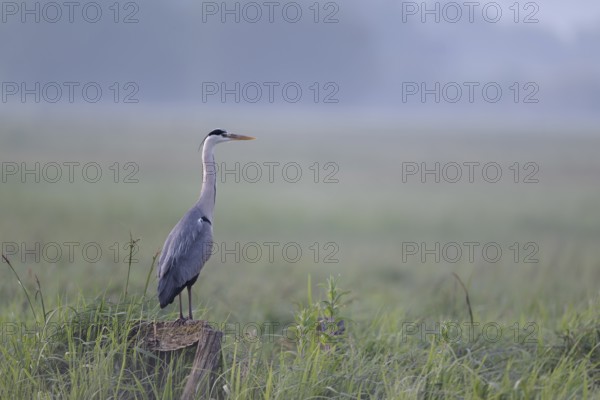 Grey heron (Ardea cinerea) in the morning moor, Lower Saxony, Germany