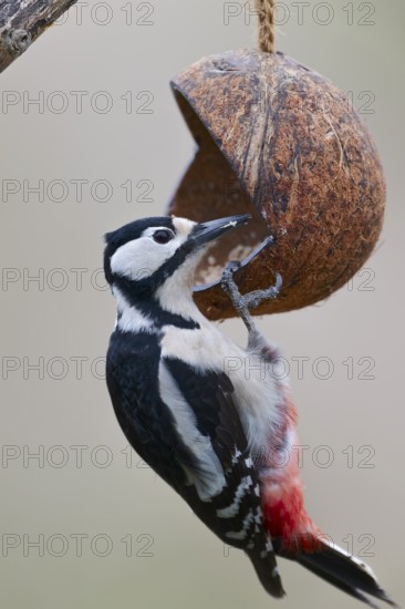 Female Great Spotted Woodpecker, Dendrocopos major, Female Great spotted woodpecker, Lower Saxony, Germany