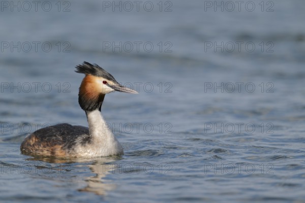 Haubentaucher Podiceps cristatus, Great Crested Grebe, Lower Saxony, Germany