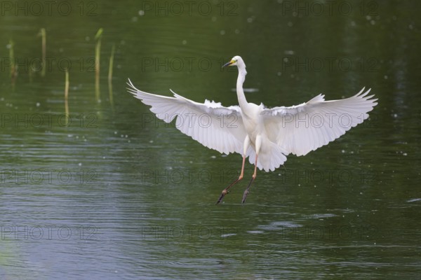 Great Egret Modesta, Ardea alba modesta, European Great White Egret Modesta, Lower Saxony, Germany