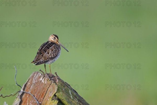 Common snipe (Gallinago gallinago) sitting on a pole, Lower Saxony, Germany
