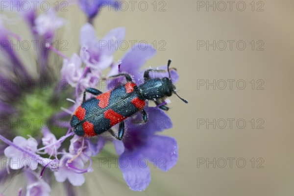 Bee beetle (Trichodes apiarius) on flower, Corfu, Greece