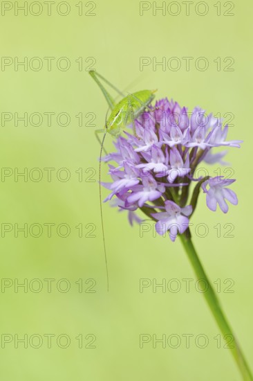 Locust Nymph, Poecilimon mytilenensis, Nymph Mytilene Bright Bush-cricket, Corfu, Greece