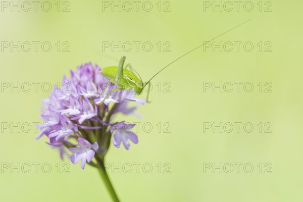 Locust Nymph, Poecilimon mytilenensis, Nymph Mytilene Bright Bush-cricket, Corfu, Greece