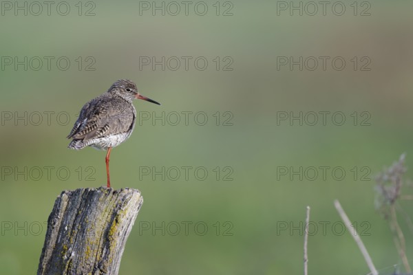 Redshank (Tringa totanus) sitting on a pole, Lower Saxony, Germany