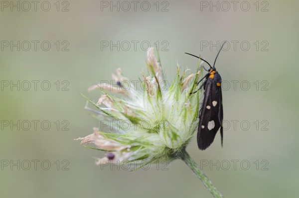 Hyaline brown ram, Dysauxes famula, Dysauxes famula moth, Corfu, Greece