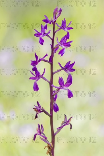 Loose-flowered orchid, Anacamptis laxiflora, Lax-flowered orchid, Corfu, Greece
