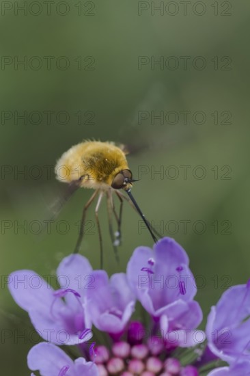 Large Bee Fly, Bombylius major, Large Bee Fly, Corfu, Greece