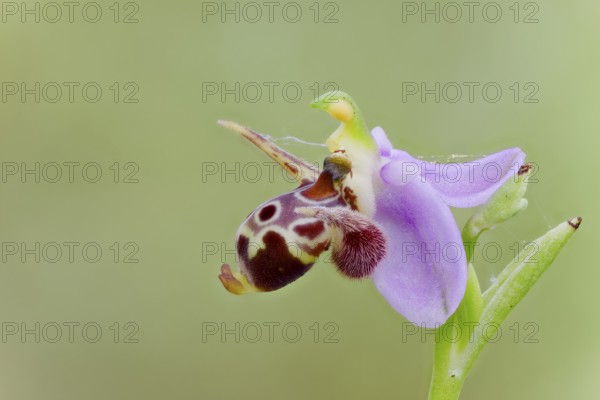 Snipe Ragwurz, Ophrys scolopax, Woodcock Orchid, Corfu, Greece