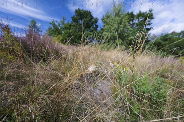 Female nurse's thorn finger, Cheiracanthium punctorium, female Yellow sac spider, Saxony-Anhalt, Germany