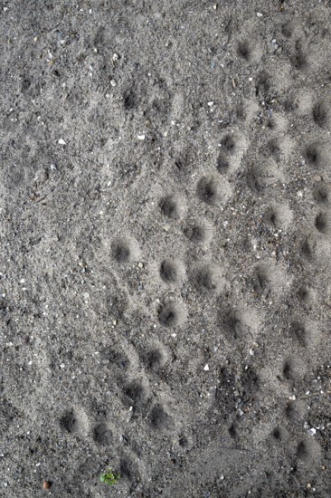 Ant lion hopper, Euroleon nostras, Suffolk Antlion, Lower Saxony, Germany