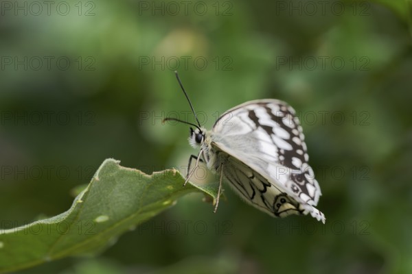 Balkan Chessboard, Melanargia Larissa, Balkan Marbled White Butterfly, Corfu, Greece