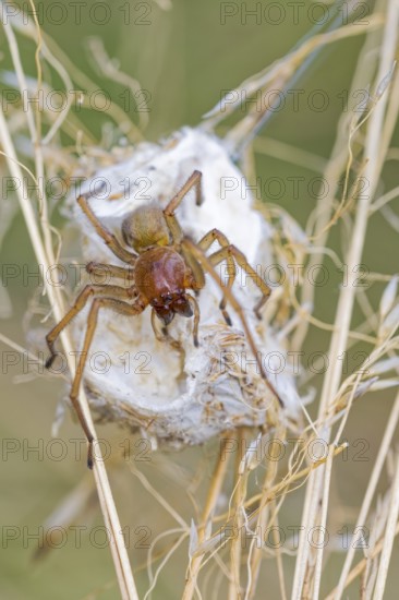 Female nurse's thorn finger, Cheiracanthium punctorium, female Yellow sac spider, Saxony-Anhalt, Germany