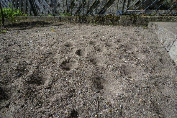 Ant lion hopper, Euroleon nostras, Suffolk Antlion, Lower Saxony, Germany