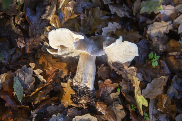 Clouded Funnel fungus, Clitocybe nebularis, leaf litter looking down from above, Suffolk, England, UK