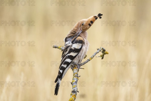 Hoopoe (Upupa epops) Plumage care Hungary