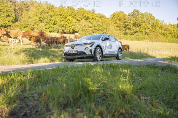 White car on a path through a green meadow with cows and trees in the background, deer e-car sharing, Renault Megane, Calw, Germany