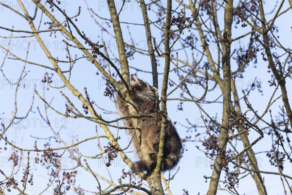 A cute raccoon sleeps relaxed on a tree between the branches and enjoys the warm winter sun. This tranquil scene provides a sense of peace and closeness to nature
