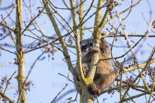 A cute raccoon looks down and sits on a tree between the branches and enjoys the warm winter sun. This tranquil scene provides a sense of peace and closeness to nature
