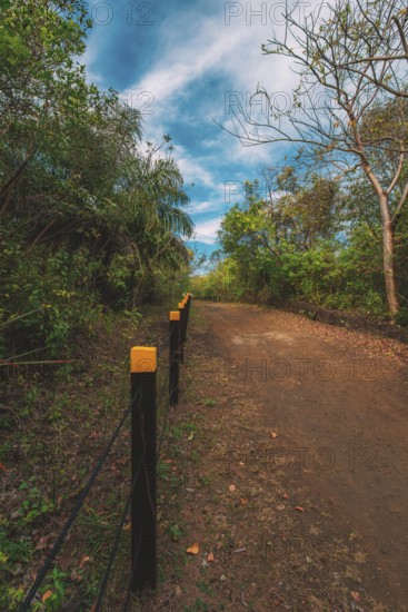 Beautiful dirt road surrounded by foliage with a blue sky. Landscape of a path surrounded by trees and foliage