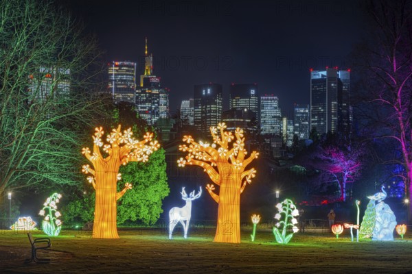 The light installations of the winter lights in the palm garden shine in front of the skyscrapers of the Frankfurt banking skyline, Palmengarten, Frankfurt am Main, Hesse, Germany