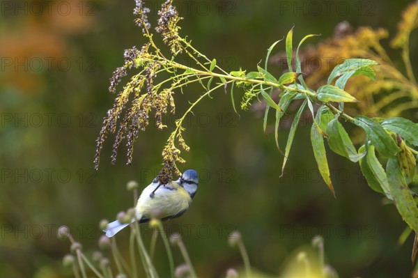 Blue tit (Cyanistes caeruleus) on a faded goldenrod (Solidago) Bavaria, Germany