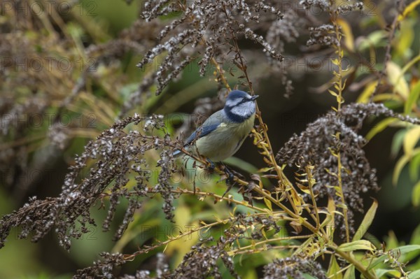 Blue tit (Cyanistes caeruleus) on a faded goldenrod (Solidago) Bavaria, Germany