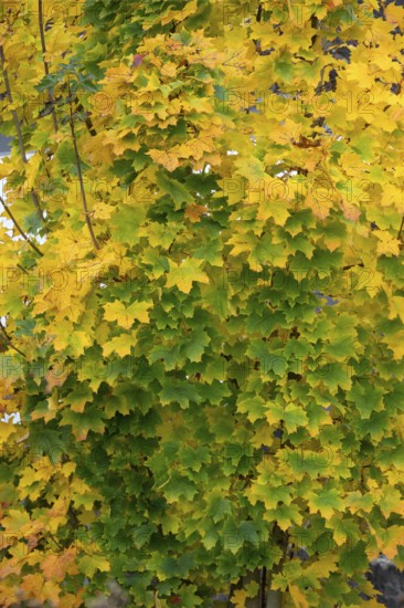 Autumnal maple leaves (Acer), Bavaria, Germany